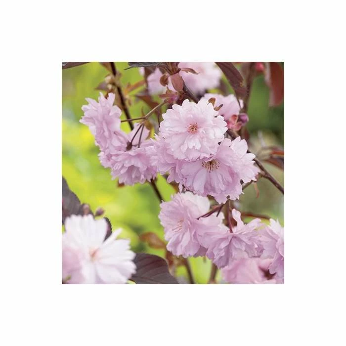 Prunus Serrulata 'Royal Burgundy' | Cherry Blossom Tree | 9L Pot | 120-150cm 4 Prunus Serrulata 'Royal Burgundy' | Cherry Blossom Tree | 9L Pot | 120-150cm - Image 4