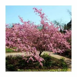 Prunus Sargentii | Cherry Blossom Tree | 9L Pot | 120-150cm 7 Prunus Sargentii | Cherry Blossom Tree | 9L Pot | 120-150cm -botanical garden shop TR01799L add image 1 3c85