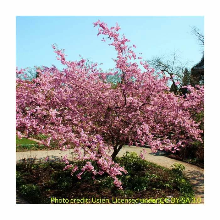 Prunus Sargentii | Cherry Blossom Tree | 9L Pot | 120-150cm 3 Prunus Sargentii | Cherry Blossom Tree | 9L Pot | 120-150cm - Image 3