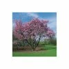 Prunus Sargentii | Cherry Blossom Tree | 9L Pot | 120-150cm