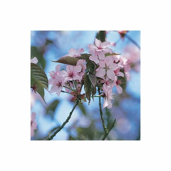 Prunus Sargentii | Cherry Blossom Tree | 9L Pot | 120-150cm 2 Prunus Sargentii | Cherry Blossom Tree | 9L Pot | 120-150cm - Image 2