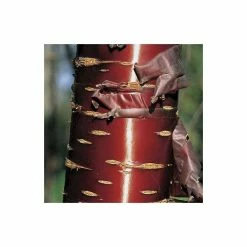 Prunus Serrula | Tibetan Cherry Blossom Tree | 9L Pot | 120-150cm Multi Stem 8 Prunus Serrula | Tibetan Cherry Blossom Tree | 9L Pot | 120-150cm Multi Stem -botanical garden shop TR01809L add image 1 d402