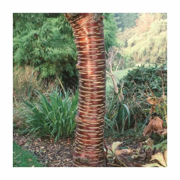 Prunus Serrula | Tibetan Cherry Blossom Tree | 9L Pot | 120-150cm Multi Stem 5 Prunus Serrula | Tibetan Cherry Blossom Tree | 9L Pot | 120-150cm Multi Stem - Image 5