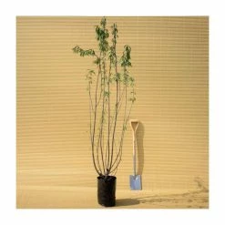 Prunus Serrula | Tibetan Cherry Blossom Tree | 9L Pot | 120-150cm Multi Stem 11 Prunus Serrula | Tibetan Cherry Blossom Tree | 9L Pot | 120-150cm Multi Stem -botanical garden shop TR01809L add image 4 be61