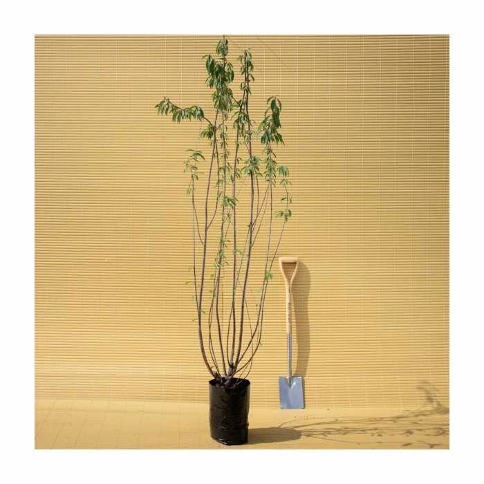 Prunus Serrula | Tibetan Cherry Blossom Tree | 9L Pot | 120-150cm Multi Stem 6 Prunus Serrula | Tibetan Cherry Blossom Tree | 9L Pot | 120-150cm Multi Stem - Image 6