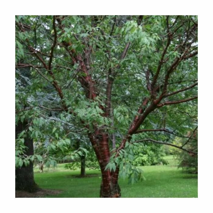 Prunus Serrula | Tibetan Cherry Blossom Tree | Bare Root | 120-150cm 4 Prunus Serrula | Tibetan Cherry Blossom Tree | Bare Root | 120-150cm - Image 4