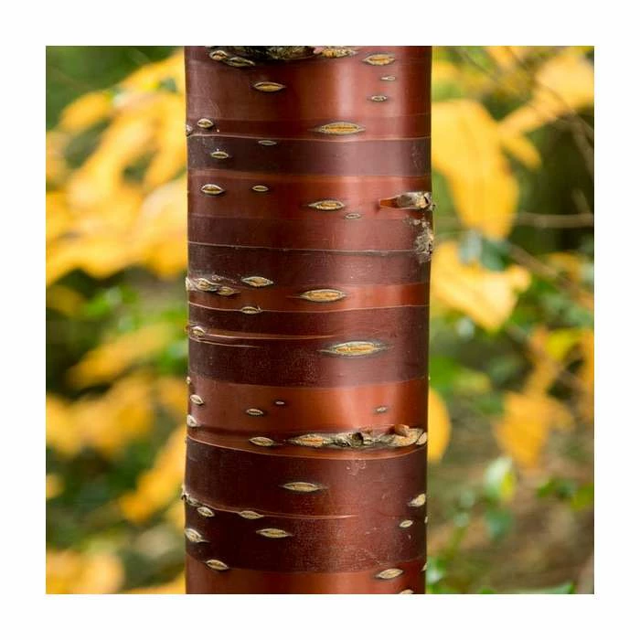 Prunus Serrula | Tibetan Cherry Blossom Tree | Bare Root | 120-150cm 2 Prunus Serrula | Tibetan Cherry Blossom Tree | Bare Root | 120-150cm - Image 2