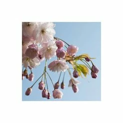 Prunus 'Shirofugen' | Cherry Blossom Tree | 9L Pot | 120-150cm -botanical garden shop TR01819L add image 2 5d68