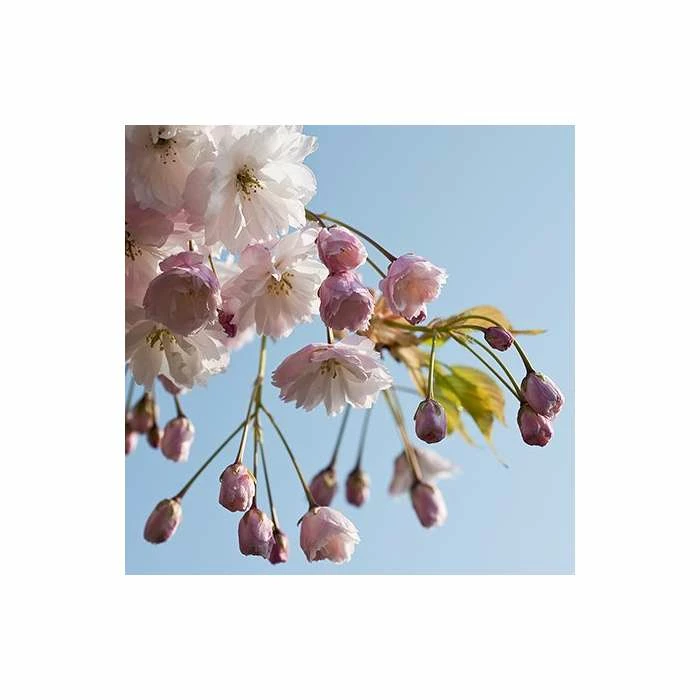 Prunus 'Shirofugen' | Cherry Blossom Tree | Bare Root | 120-150cm 4 Prunus 'Shirofugen' | Cherry Blossom Tree | Bare Root | 120-150cm - Image 4