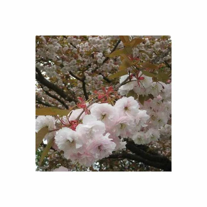 Prunus 'Shirofugen' | Cherry Blossom Tree | Bare Root | 120-150cm 5 Prunus 'Shirofugen' | Cherry Blossom Tree | Bare Root | 120-150cm - Image 5