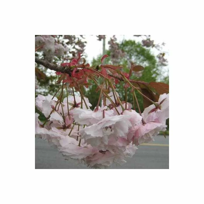 Prunus 'Shirofugen' | Cherry Blossom Tree | Bare Root | 120-150cm 6 Prunus 'Shirofugen' | Cherry Blossom Tree | Bare Root | 120-150cm - Image 6