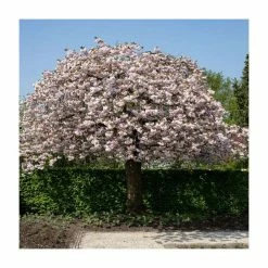 Prunus 'Shirofugen' | Cherry Blossom Tree | Bare Root | 120-150cm