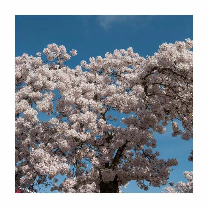 Prunus 'Shirofugen' | Cherry Blossom Tree | Bare Root | 120-150cm 2 Prunus 'Shirofugen' | Cherry Blossom Tree | Bare Root | 120-150cm - Image 2
