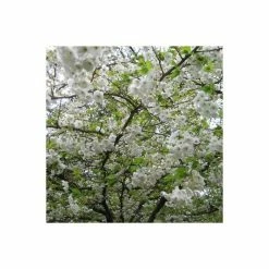 Prunus 'Shogetsu' | Blushing Bride | Cherry Blossom Tree | 9L Pot | 120-150cm -botanical garden shop TR01829L add image 1 f11e