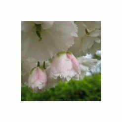 Prunus 'Shogetsu' | Blushing Bride | Cherry Blossom Tree | 9L Pot | 120-150cm -botanical garden shop TR01829L add image 2 fbec
