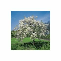 Prunus 'Shogetsu' | Blushing Bride | Cherry Blossom Tree | 9L Pot | 120-150cm