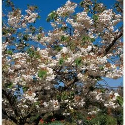 Prunus 'Shogetsu' | Blushing Bride | Cherry Blossom Tree | Bare Root | 120-150cm -botanical garden shop TR0182BR add image 3 6f27