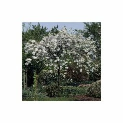 Prunus 'Shogetsu' | Blushing Bride | Cherry Blossom Tree | Bare Root | 120-150cm -botanical garden shop TR0182BR add image 4 3630