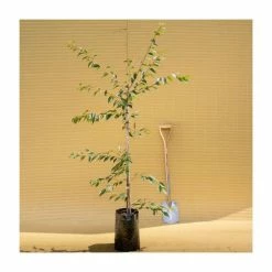 Prunus X Subhirtella 'Autumnalis Rosea' | Winter-flowering Cherry Blossom Tree | 9L Pot | 120-150cm -botanical garden shop TR01839L add image 1 c1bd