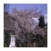 Prunus X Subhirtella 'Autumnalis Rosea' | Winter-flowering Cherry Blossom Tree | 9L Pot | 120-150cm