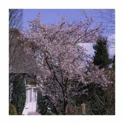 Prunus X Subhirtella 'Autumnalis Rosea' | Winter-flowering Cherry Blossom Tree | 9L Pot | 120-150cm
