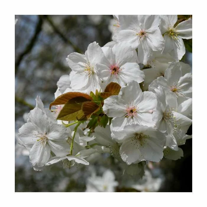 Prunus 'Tai Haku' | Great White Cherry Blossom Tree | 9L Pot | 120-150cm 4 Prunus 'Tai Haku' | Great White Cherry Blossom Tree | 9L Pot | 120-150cm - Image 4