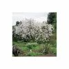 Prunus 'Tai Haku' | Great White Cherry Blossom Tree | 9L Pot | 120-150cm