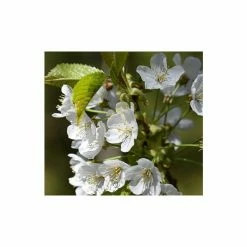 Prunus 'Tai Haku' | Great White Cherry Blossom Tree | Bare Root | 120-150cm 6 Prunus 'Tai Haku' | Great White Cherry Blossom Tree | Bare Root | 120-150cm -botanical garden shop TR0184BR add image 1 862f