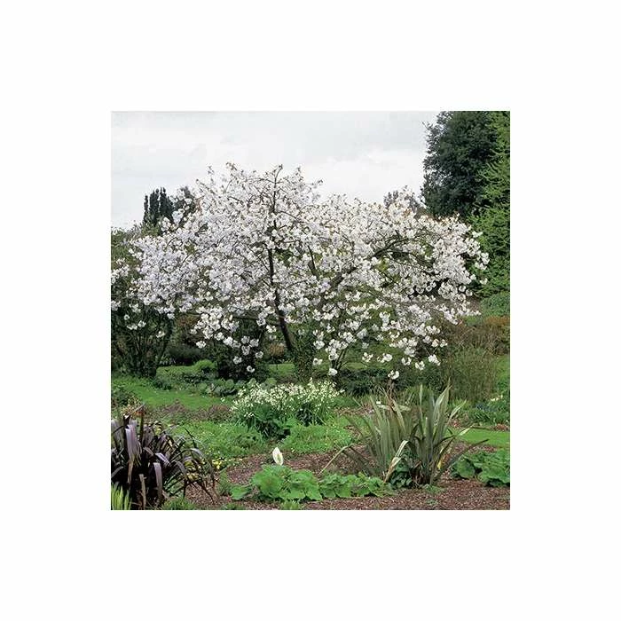 Prunus 'Tai Haku' | Great White Cherry Blossom Tree | Bare Root | 120-150cm 1 Prunus 'Tai Haku' | Great White Cherry Blossom Tree | Bare Root | 120-150cm