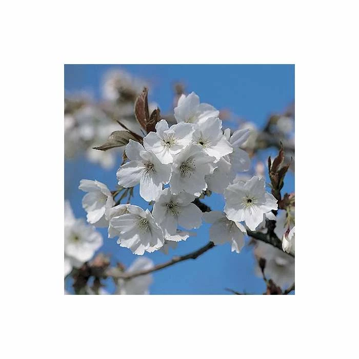Prunus 'Tai Haku' | Great White Cherry Blossom Tree | Bare Root | 120-150cm 2 Prunus 'Tai Haku' | Great White Cherry Blossom Tree | Bare Root | 120-150cm - Image 2