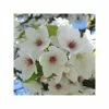 Prunus 'Umineko' | Cherry Blossom Tree | 9L Pot | 120-150cm