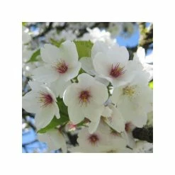 Prunus 'Umineko' | Cherry Blossom Tree | 9L Pot | 120-150cm