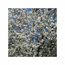 Prunus 'Umineko' | Cherry Blossom Tree | Bare Root | 120-150cm -botanical garden shop TR0185BR add image 1 f2bb