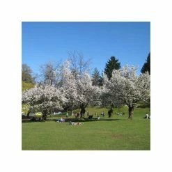 Prunus 'Umineko' | Cherry Blossom Tree | Bare Root | 120-150cm -botanical garden shop TR0185BR add image 2 1012