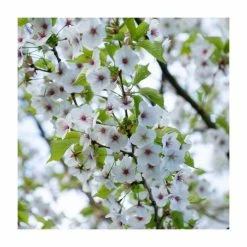 Prunus 'Umineko' | Cherry Blossom Tree | Bare Root | 120-150cm -botanical garden shop TR0185BR add image 3 755c