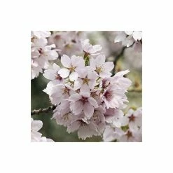 Prunus X Yedoensis 'Ivensii' | Cherry Blossom Tree | 9L Pot | 120-150cm -botanical garden shop TR01869L add image 1 e861