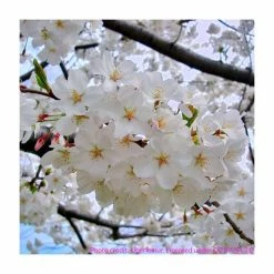 Prunus X Yedoensis 'Ivensii' | Cherry Blossom Tree | 9L Pot | 120-150cm -botanical garden shop TR01869L add image 4 4dfb