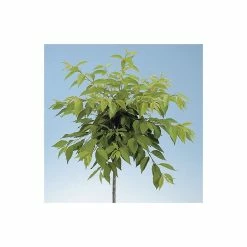 Prunus X Yedoensis 'Ivensii' | Cherry Blossom Tree | Bare Root | 120-150cm 10 Prunus X Yedoensis 'Ivensii' | Cherry Blossom Tree | Bare Root | 120-150cm -botanical garden shop TR0186BR add image 2 0f90