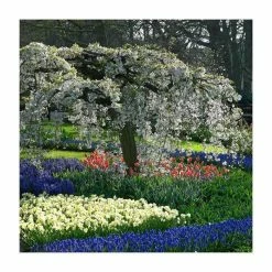 Prunus X Yedoensis 'Ivensii' | Cherry Blossom Tree | Bare Root | 120-150cm