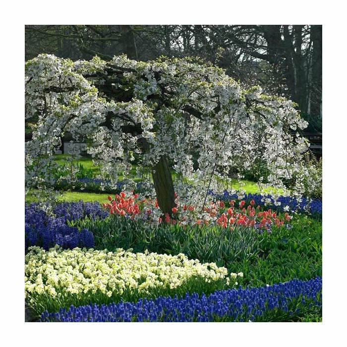 Prunus X Yedoensis 'Ivensii' | Cherry Blossom Tree | Bare Root | 120-150cm 1 Prunus X Yedoensis 'Ivensii' | Cherry Blossom Tree | Bare Root | 120-150cm