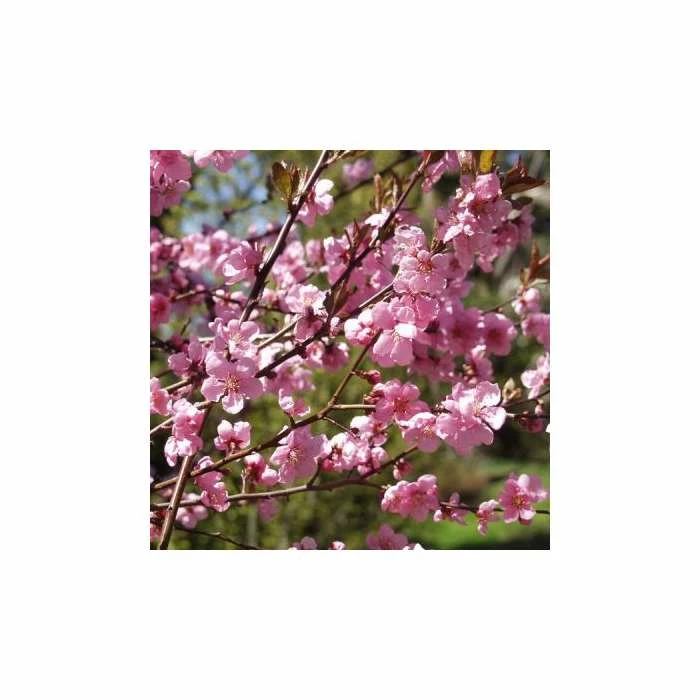 Prunus X Persicoides 'Spring Glow' | Cherry Blossom Tree | Bare Root | 120-150cm 1 Prunus X Persicoides 'Spring Glow' | Cherry Blossom Tree | Bare Root | 120-150cm