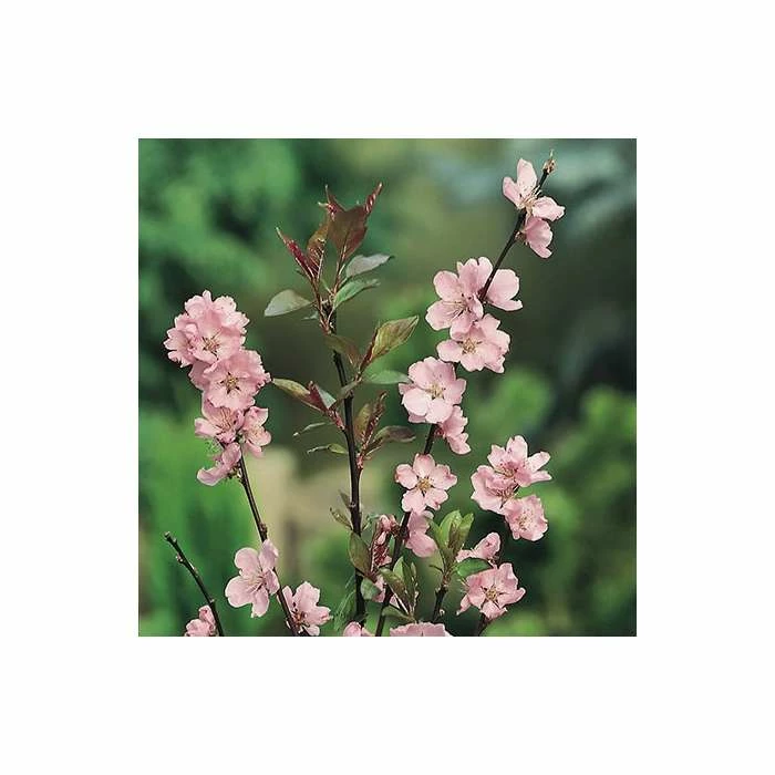Prunus X Persicoides 'Spring Glow' | Cherry Blossom Tree | Bare Root | 120-150cm 2 Prunus X Persicoides 'Spring Glow' | Cherry Blossom Tree | Bare Root | 120-150cm - Image 2