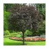 Prunus Cerasifera 'Nigra' | Cherry Blossom Tree | 9L Pot | 120-150cm