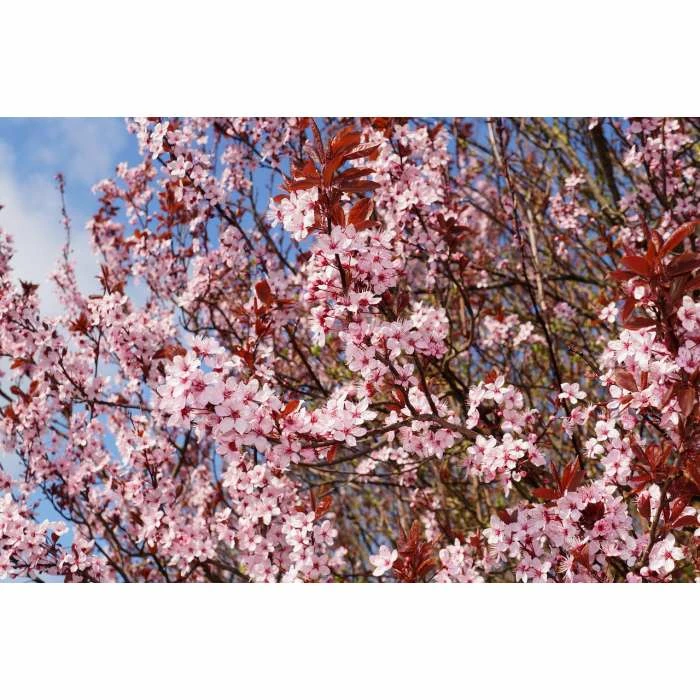 Prunus Cerasifera 'Nigra' | Cherry Blossom Tree | 9L Pot | 120-150cm 2 Prunus Cerasifera 'Nigra' | Cherry Blossom Tree | 9L Pot | 120-150cm - Image 2