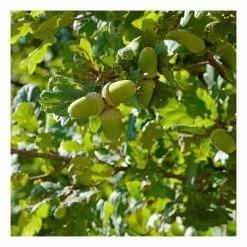 Quercus Robur | English Oak Tree | 9L Pot | 120-150cm -botanical garden shop TR01909L add image 1 0122