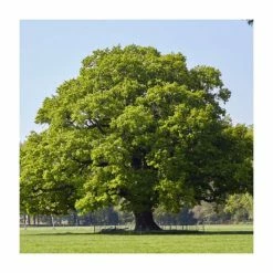 Quercus Robur | English Oak Tree | 9L Pot | 120-150cm