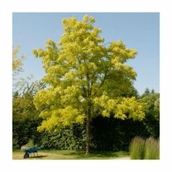 Robinia Pseudoacacia 'Frisia' | Yellow False Acacia Trees | 9L Pot | 120-150cm