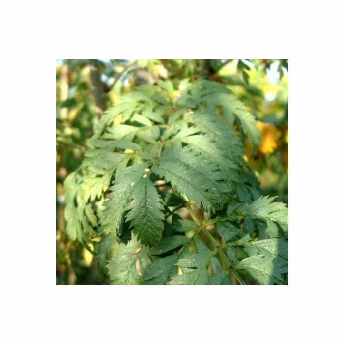 Sorbus Aucuparia 'Asplenifolia' | Rowan Tree | 9L Pot | 120-150cm 2 Sorbus Aucuparia 'Asplenifolia' | Rowan Tree | 9L Pot | 120-150cm - Image 2