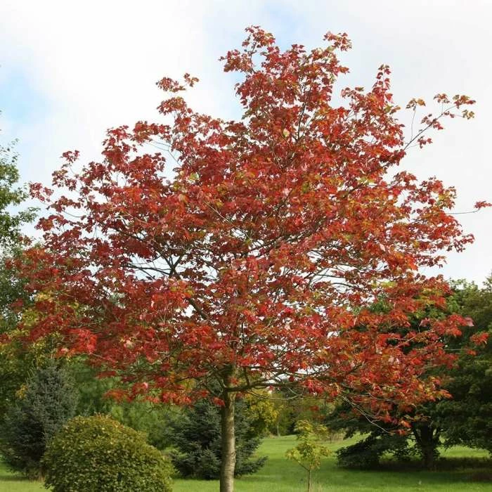 Acer Cappadocicum Rubrum | 12L Pot 1 Acer Cappadocicum Rubrum | 12L Pot