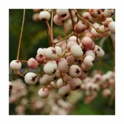 Sorbus Cashmiriana | Rowan Tree | Bare Root | 120-150cm